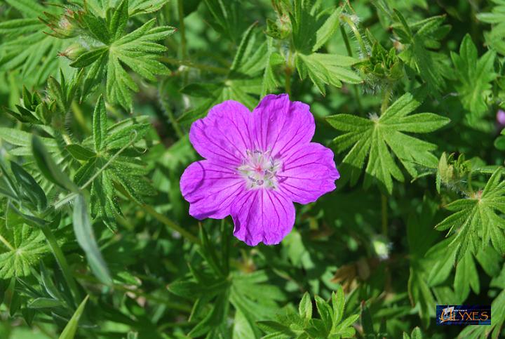 geranium  dilys.JPG